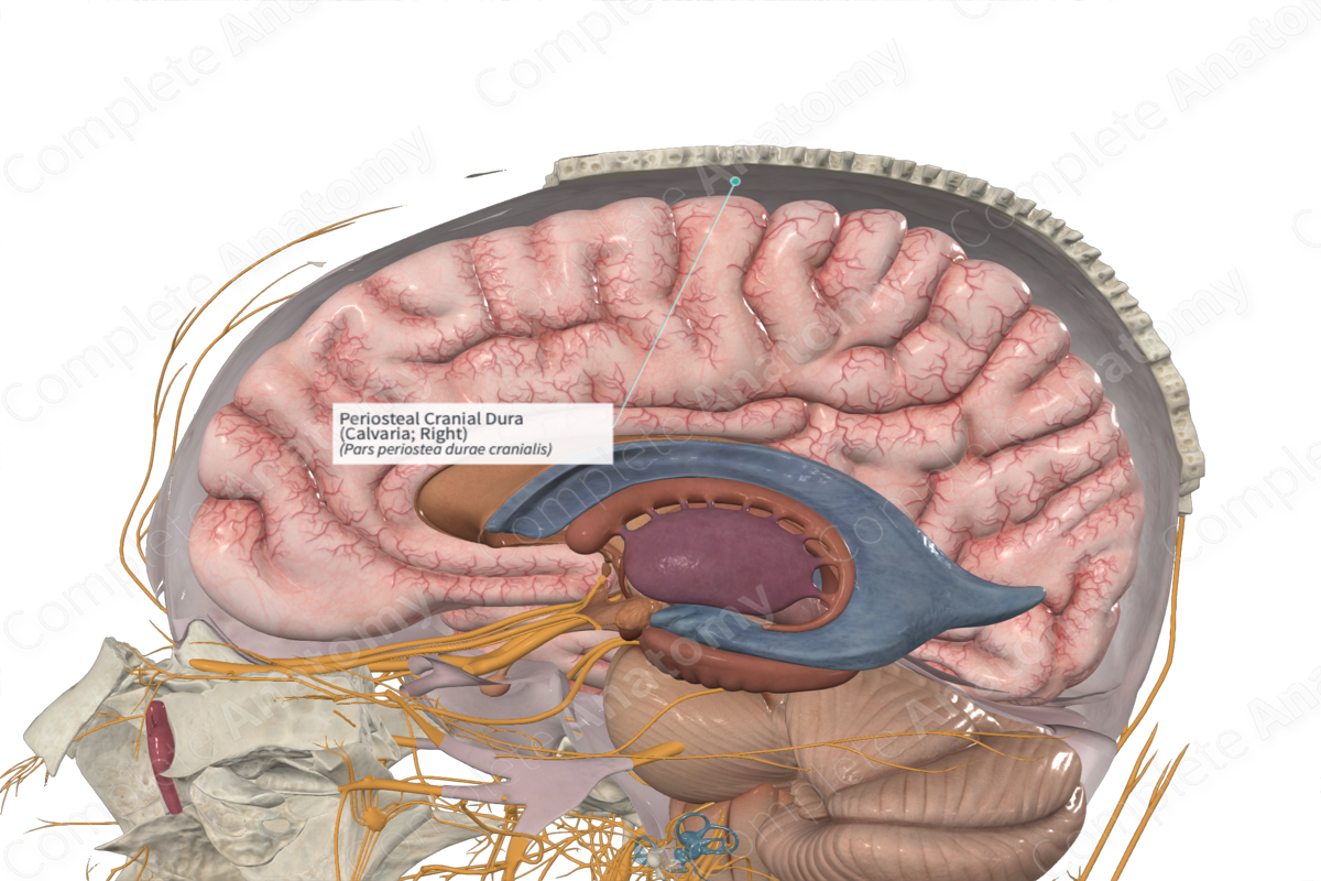Periosteal Cranial Dura (Calvaria; Right)
