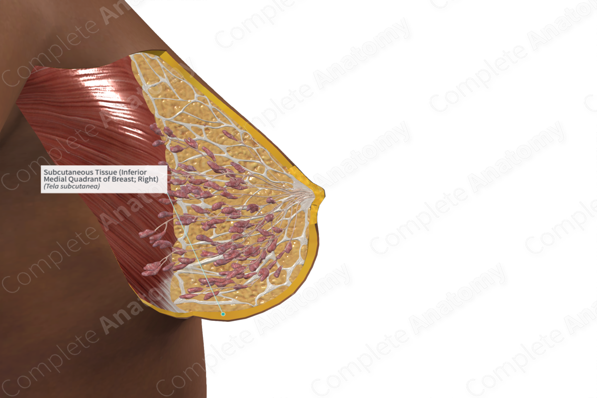 Subcutaneous Tissue (Inferior Medial Quadrant of Breast; Right)