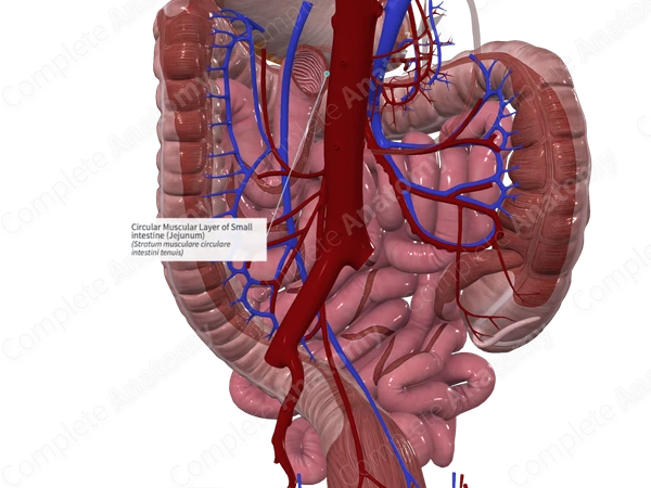 Circular Muscular Layer of Small intestine (Jejunum)
