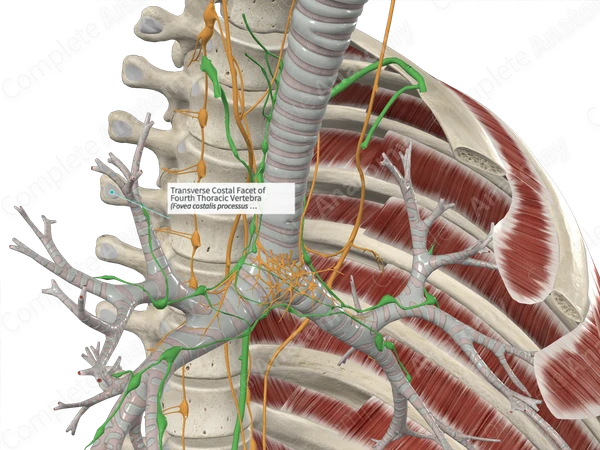Transverse Costal Facet of Fourth Thoracic Vertebra 