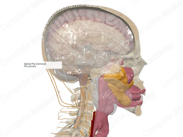 Spinal Pia (Cervical)