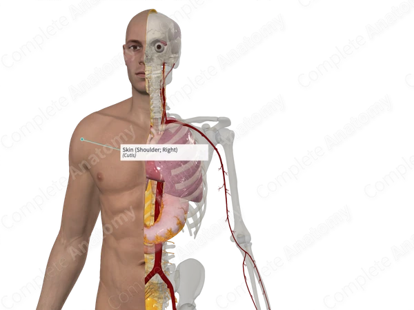 Skin (Shoulder; Right)