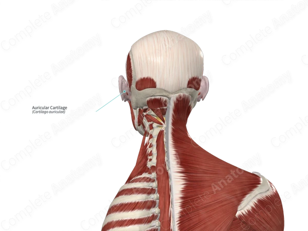 Auricular Cartilage