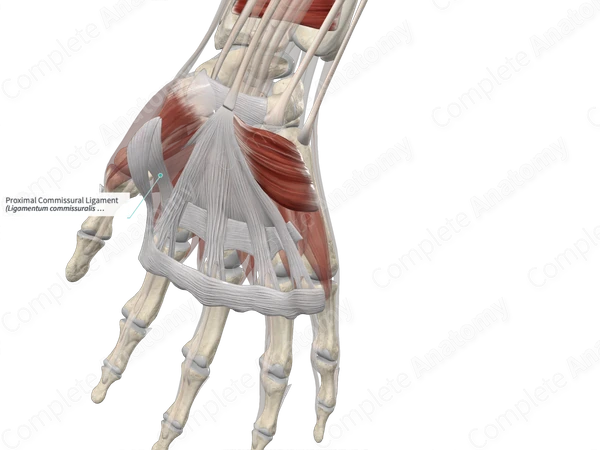 Proximal Commissural Ligament