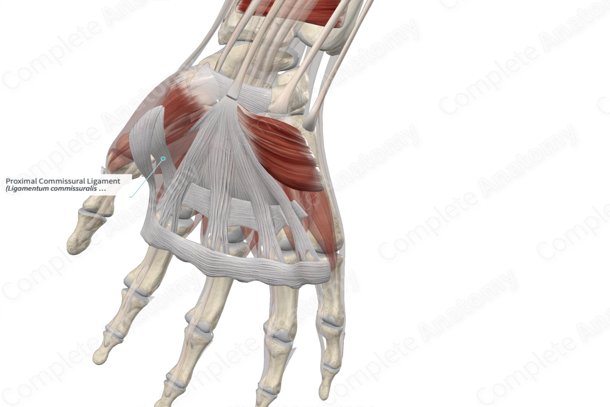 Proximal Commissural Ligament 
