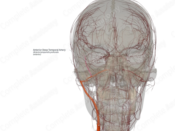 Anterior Deep Temporal Artery (Left)