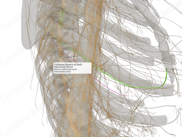 Collateral Branch of Sixth Intercostal Nerve (Left)