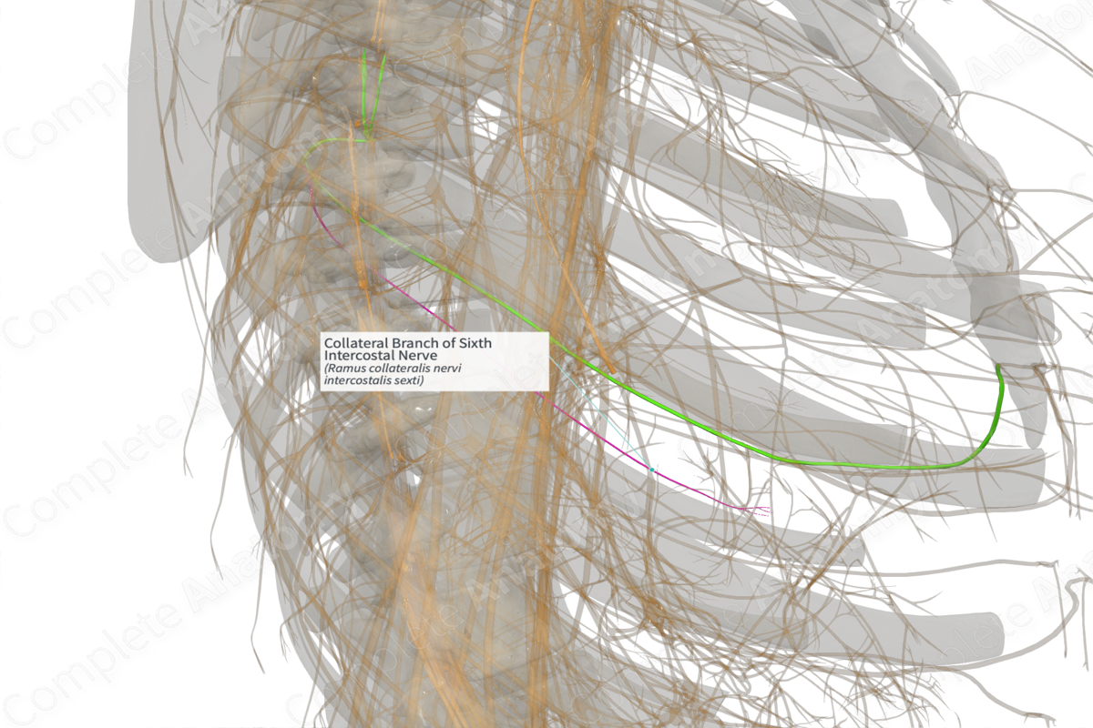 Collateral Branch of Sixth Intercostal Nerve (Left)
