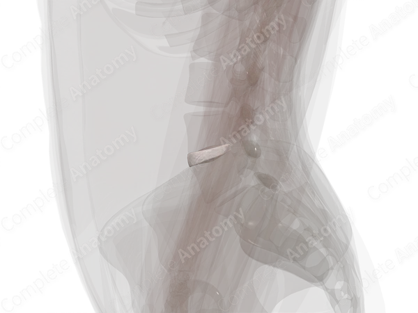 Intervertebral Symphysis (L4-L5)