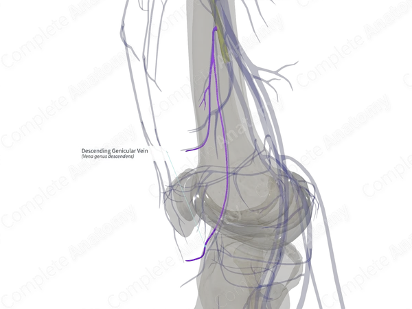 Descending Genicular Vein (Right)