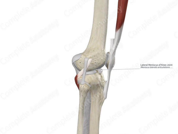 Lateral Meniscus of Knee Joint 