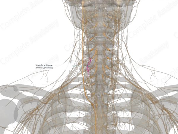 Vertebral Nerve (Right)