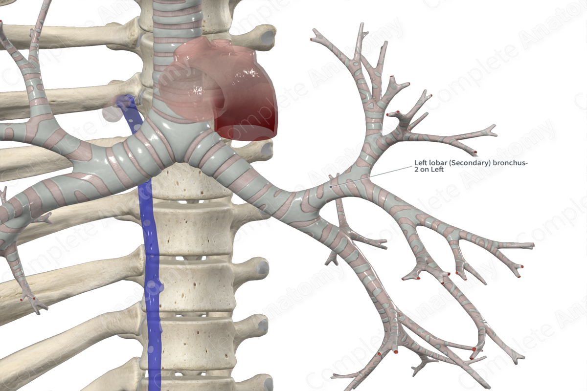 Left Superior Lobar Bronchus