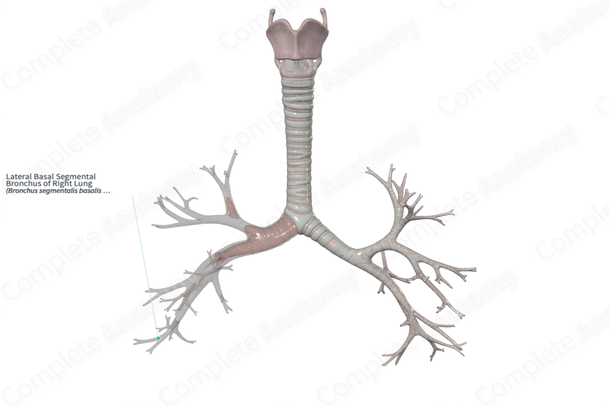 Lateral Basal Segmental Bronchus of Right Lung