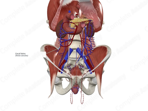 Cecal Veins
