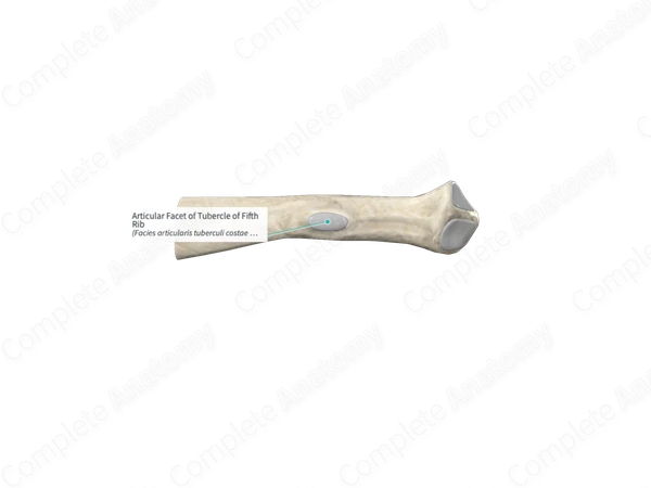Articular Facet of Tubercle of Fifth Rib