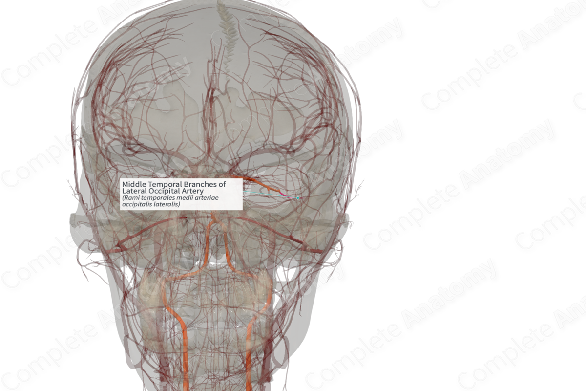 Middle Temporal Branches of Lateral Occipital Artery (Left)
