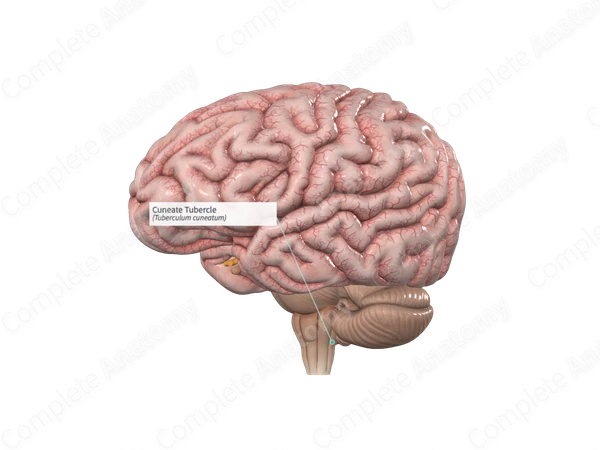 Cuneate Tubercle