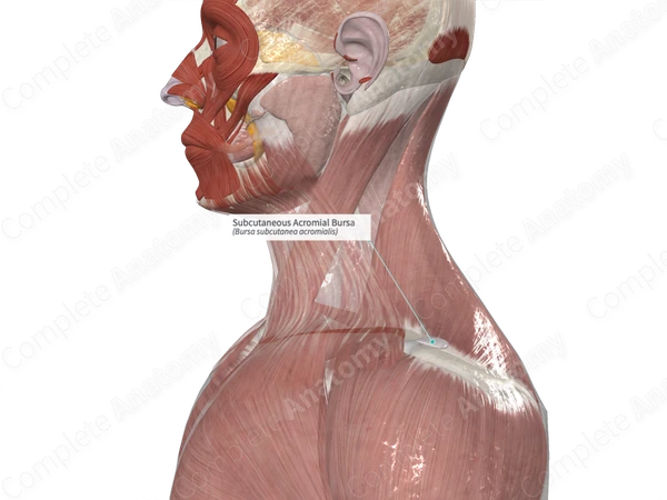 Subcutaneous Acromial Bursa