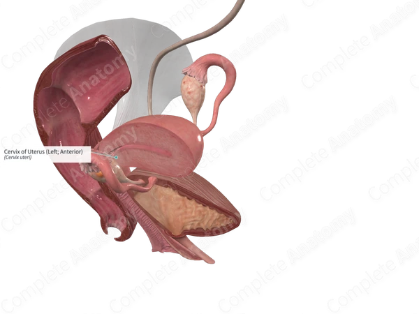 Cervix of Uterus (Left; Anterior)
