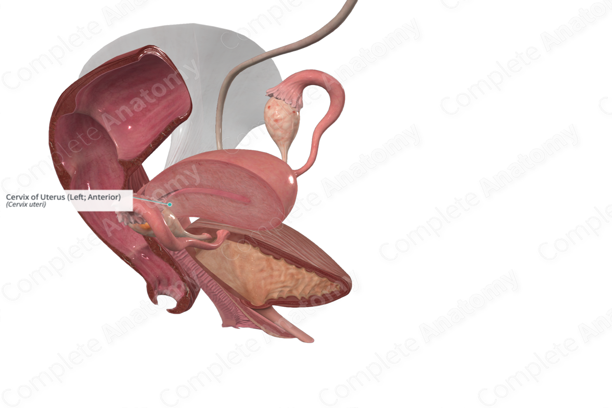 Cervix of Uterus (Left; Anterior)
