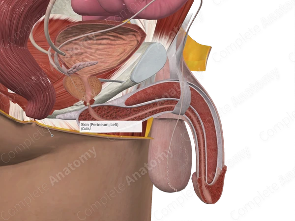 Skin (Perineum; Left)