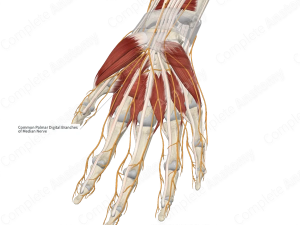 Common Palmar Digital Branches of Median Nerve