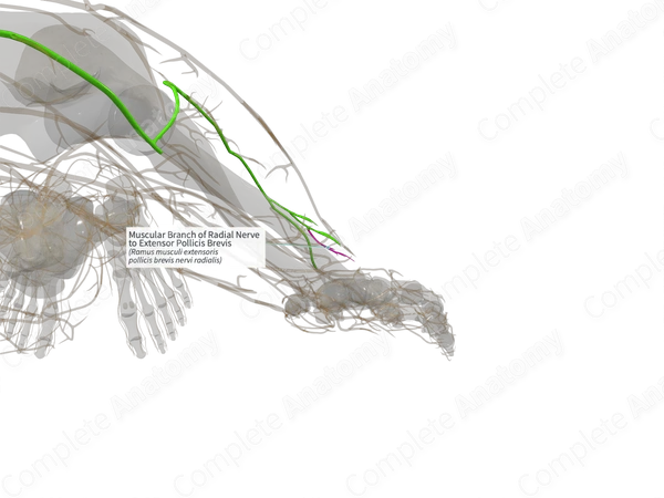Muscular Branch of Radial Nerve to Extensor Pollicis Brevis (Right)