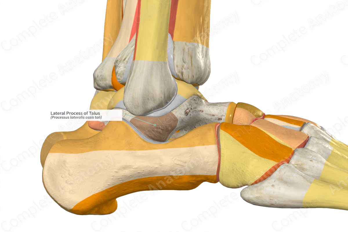 Lateral Process of Talus | Complete Anatomy