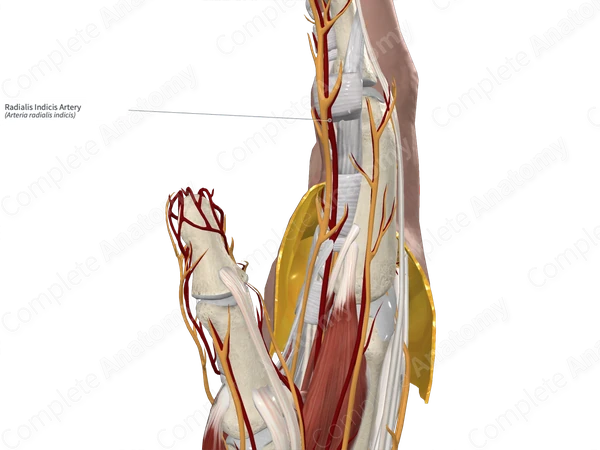 Radialis Indicis Artery