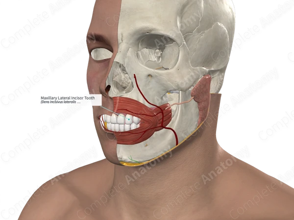 Maxillary Lateral Incisor Tooth