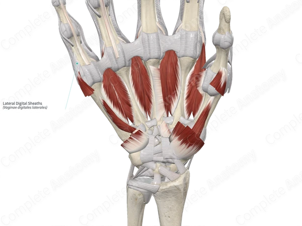 Lateral Digital Sheaths 