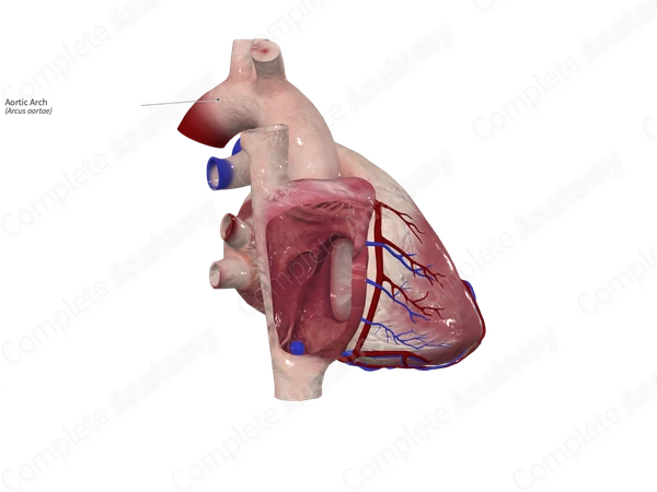 Aortic Arch