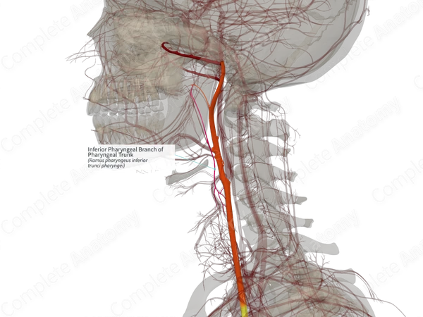 Inferior Pharyngeal Branch of Pharyngeal Trunk (Right)