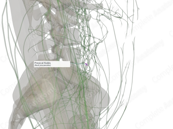Prececal Nodes