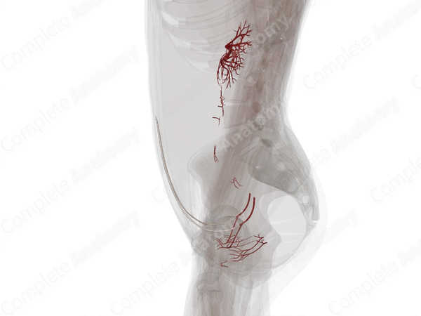 Arteries of Urinary System