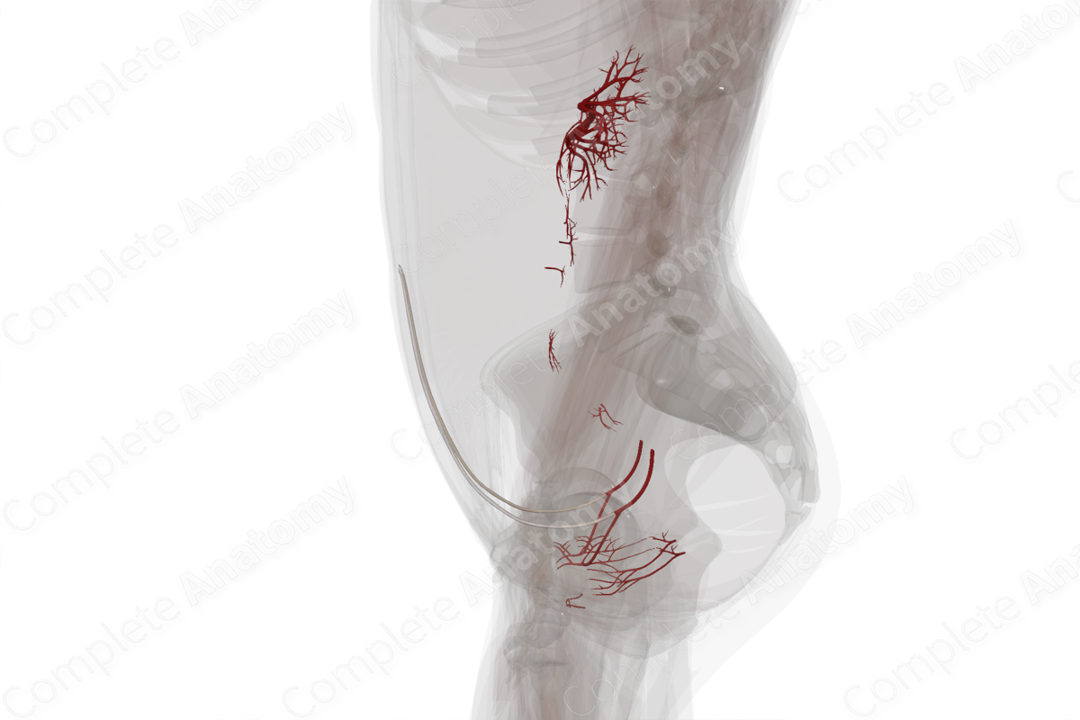 Arteries of Urinary System