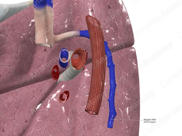 Azygos Vein