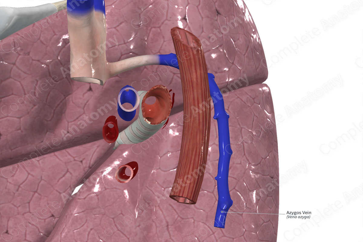 Azygos Vein