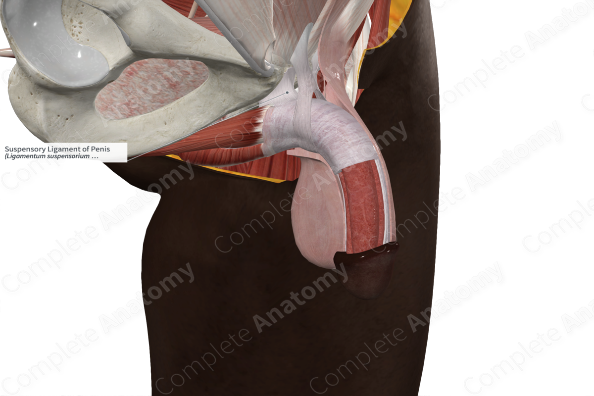 Suspensory Ligament of Penis