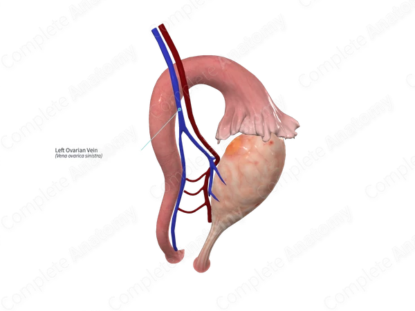 Left Ovarian Vein