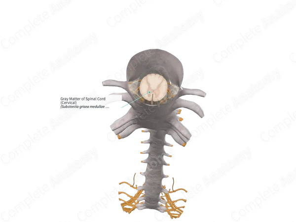 Gray Matter of Spinal Cord (Cervical)