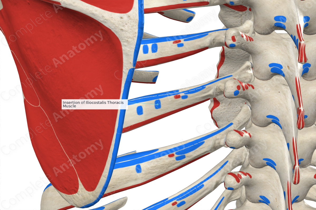 Insertion Of Iliocostalis Thoracis Muscle | Complete Anatomy