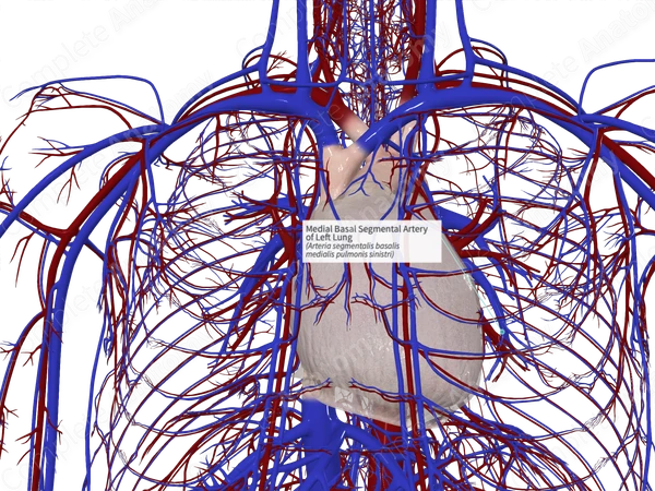 Medial Basal Segmental Artery of Left Lung