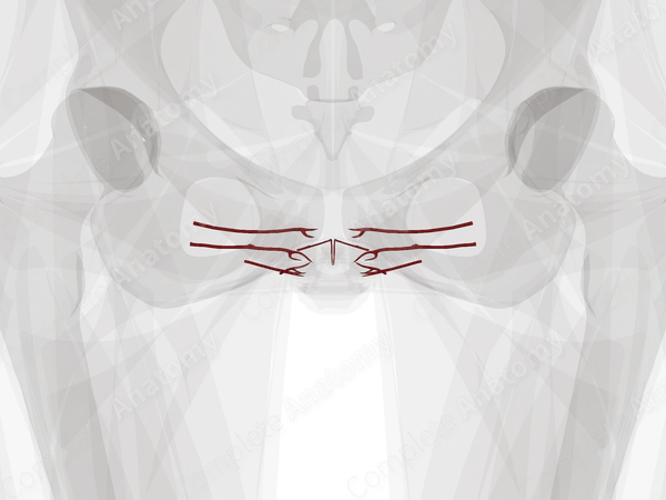 Arteries of Female External Genitalia