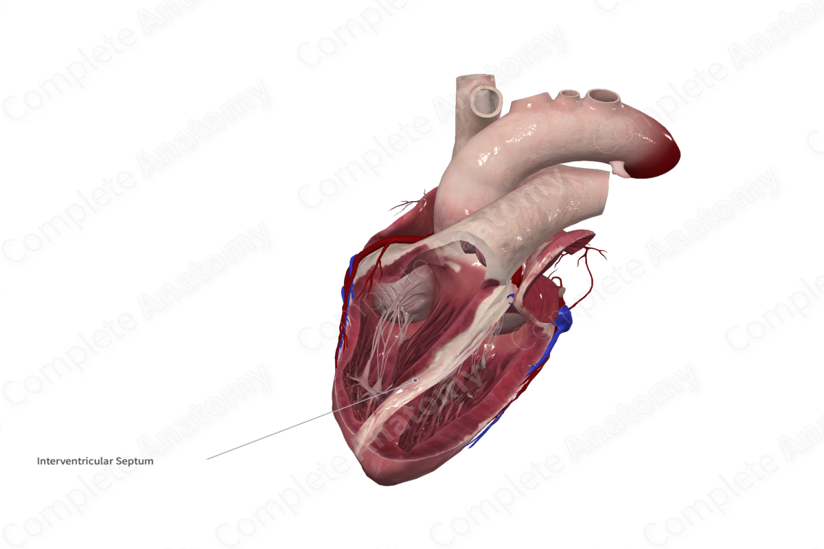 Interventricular Septum