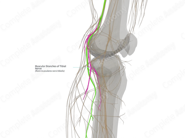 Muscular Branches of Tibial Nerve (Left)
