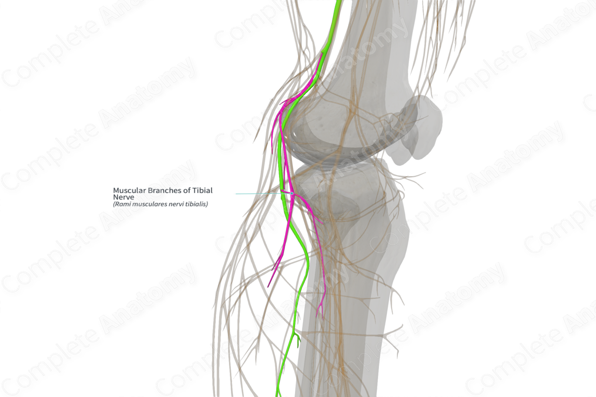Muscular Branches of Tibial Nerve (Left)