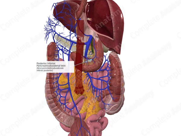 Posterior Inferior Pancreaticoduodenal Vein