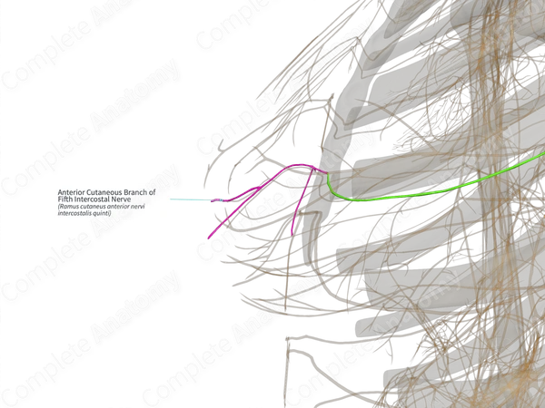 Anterior Cutaneous Branch of Fifth Intercostal Nerve (Right)